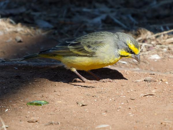 <h3><a href="/trips/safari/biota/animalia/chordata/aves/040 passeriformes/121 fringillidae/crithagra mozambica/crithagra mozambica-nl.html">Crithagra&nbsp;mozambica</a> / Yellow‑fronted&nbsp;canary / Mozambiquesijs</h3>OM-1 Mark II met OLYMPUS M.150-400mm F4.5 TC, 1/2000 sec  bij F5.6, ISO 1000, afstand 10.4&nbsp;m